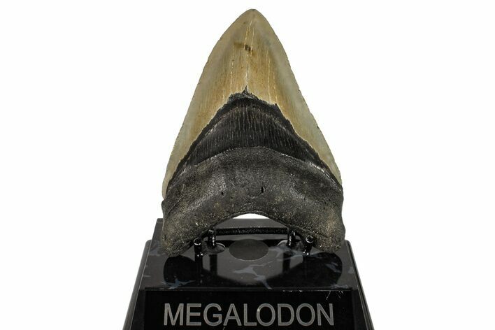 Serrated, Fossil Megalodon Tooth - North Carolina #245831